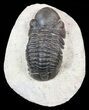 Bargain, Reedops Trilobite - Atchana, Morocco #55993-1